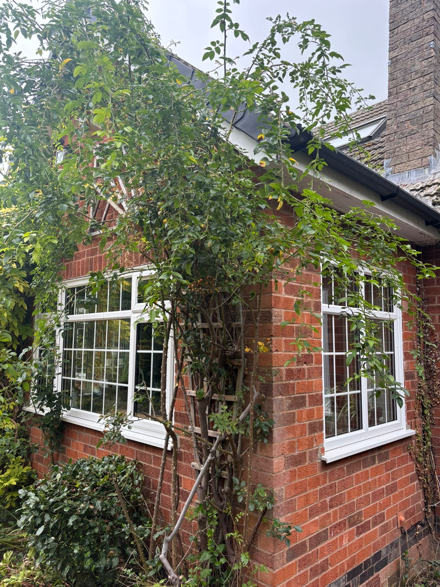 ✨ Glorious Garden Windows Installed in Southwell ✨